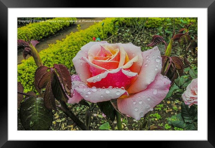 Rose Framed Mounted Print by Lucas D'Souza