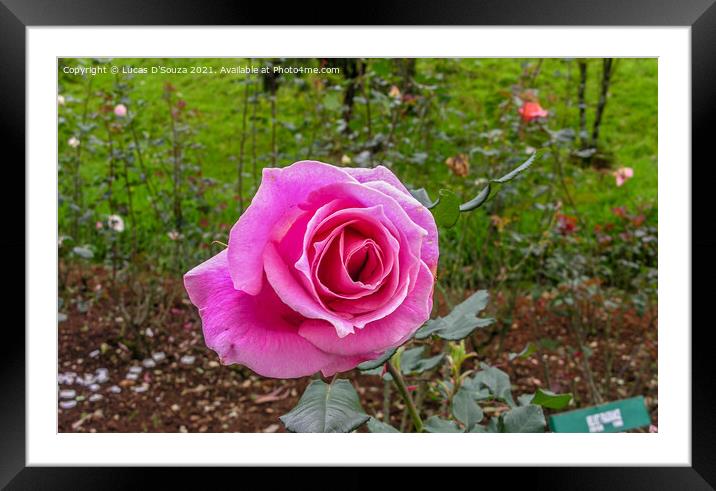 Pink Rose Framed Mounted Print by Lucas D'Souza