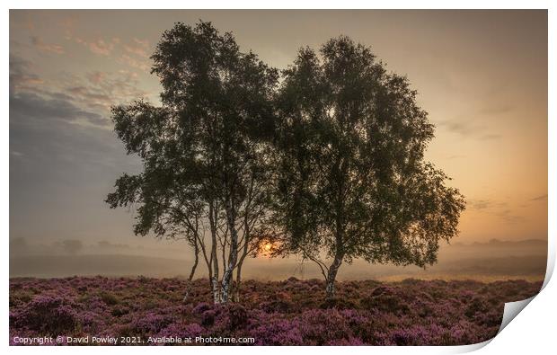 Misty Sunrise on Westleton Heath Suffolk Print by David Powley