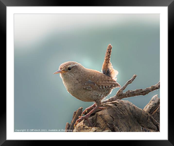 Wren Framed Mounted Print by Cliff Kinch