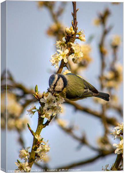 Enchanting Blue Tit on a Luscious Plum Branch Canvas Print by Cliff Kinch