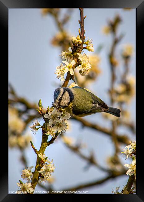 Enchanting Blue Tit on a Luscious Plum Branch Framed Print by Cliff Kinch