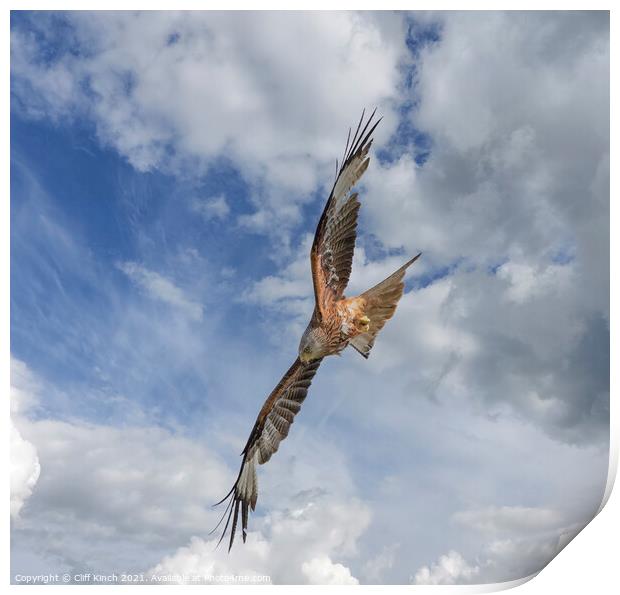 Red Kite in flight Print by Cliff Kinch