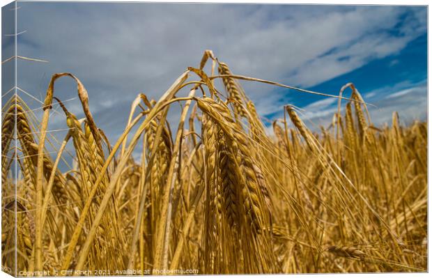 Golden barley Canvas Print by Cliff Kinch
