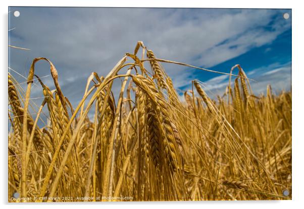 Golden barley Acrylic by Cliff Kinch