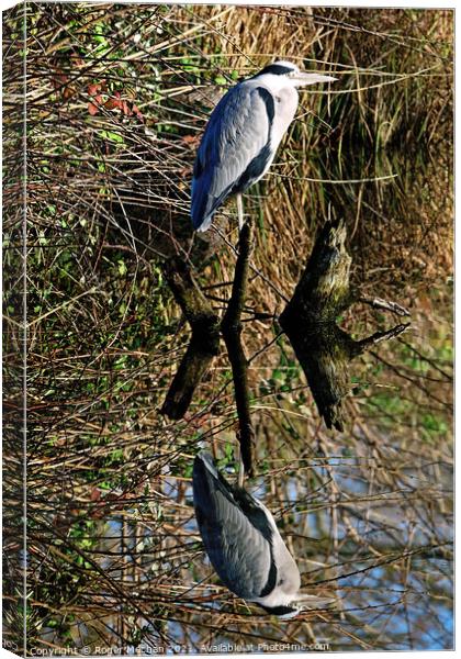Grey Heron's Graceful Reflection Canvas Print by Roger Mechan