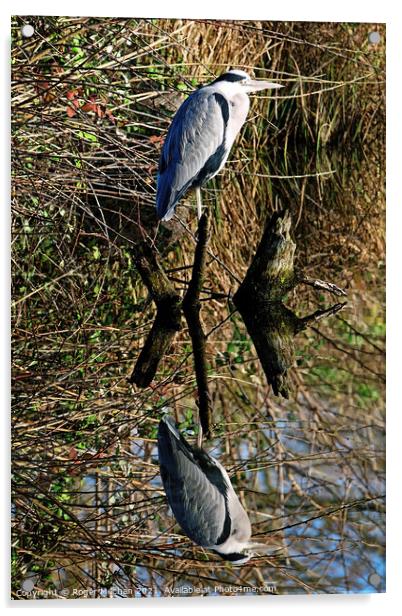 Grey Heron's Graceful Reflection Acrylic by Roger Mechan