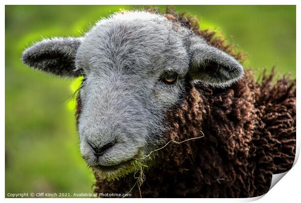 Lake District Herdwick sheep Print by Cliff Kinch