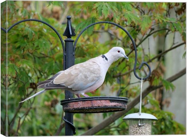 Collared Dove on bird feeder Canvas Print by Roy Hinchliffe
