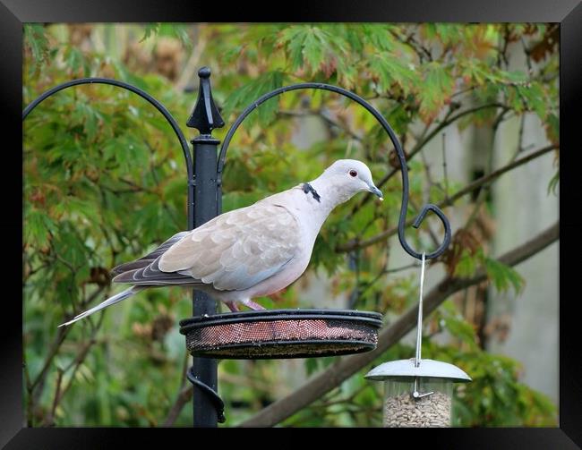 Collared Dove on bird feeder Framed Print by Roy Hinchliffe