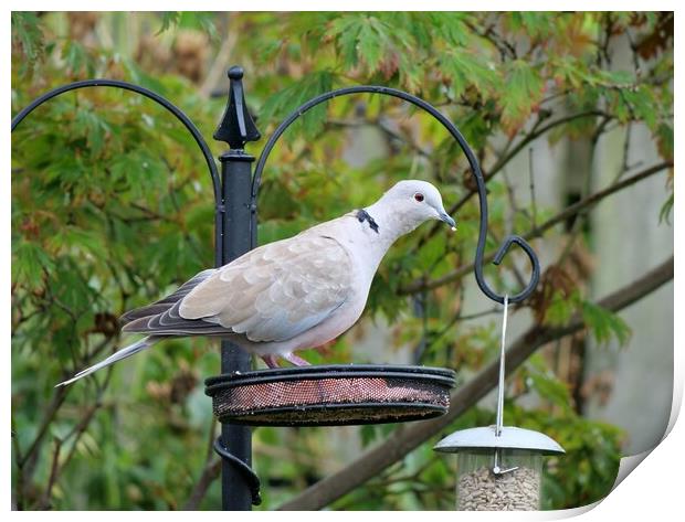 Collared Dove on bird feeder Print by Roy Hinchliffe