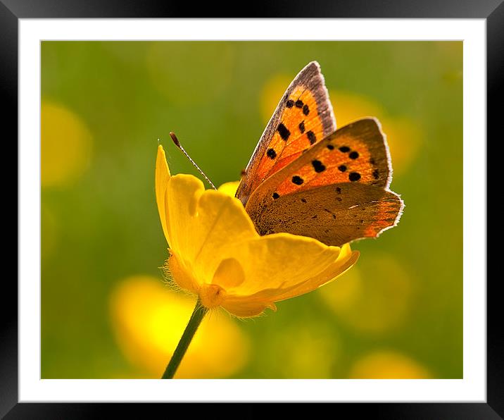 A Golden Cup of Copper Framed Mounted Print by Andrew Haynes