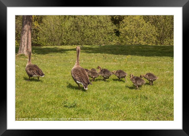 Grey-land Geese and Young taking a stroll Framed Mounted Print by Holly Burgess