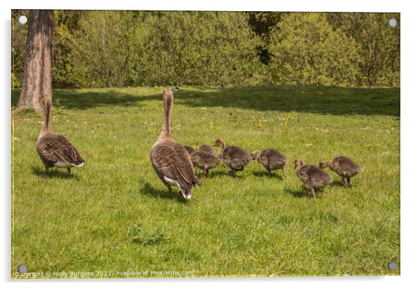 Grey-land Geese and Young taking a stroll Acrylic by Holly Burgess