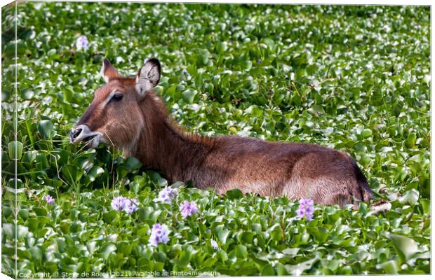 Waterbuck in a flower covered lake. Canvas Print by Steve de Roeck