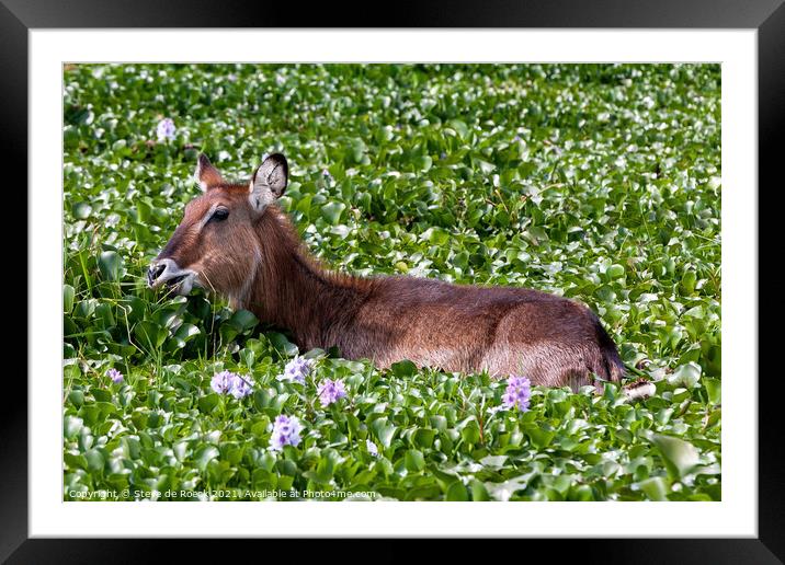 Waterbuck in a flower covered lake. Framed Mounted Print by Steve de Roeck