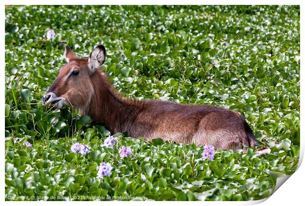 Waterbuck in a flower covered lake. Print by Steve de Roeck