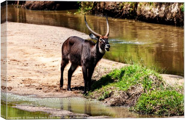 Waterbuck baying for company. Canvas Print by Steve de Roeck