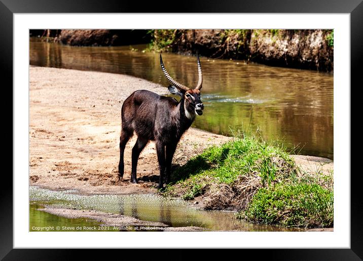 Waterbuck baying for company. Framed Mounted Print by Steve de Roeck