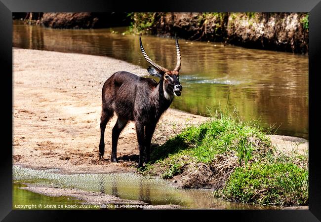 Waterbuck baying for company. Framed Print by Steve de Roeck