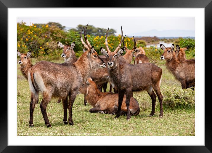 Small group of Defassa Waterbuck at rest. Framed Mounted Print by Steve de Roeck
