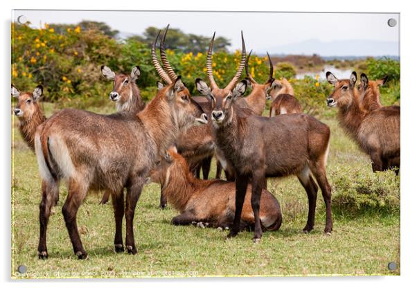 Small group of Defassa Waterbuck at rest. Acrylic by Steve de Roeck