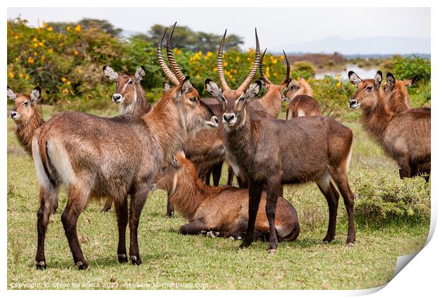 Small group of Defassa Waterbuck at rest. Print by Steve de Roeck