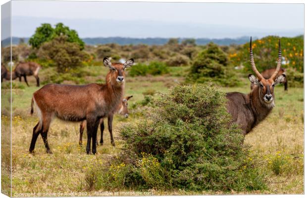 Big Male and Female Waterbuck Canvas Print by Steve de Roeck
