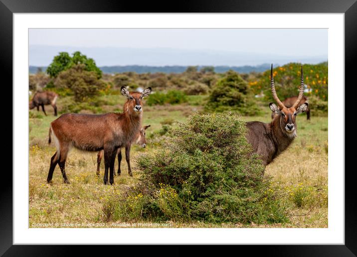 Big Male and Female Waterbuck Framed Mounted Print by Steve de Roeck