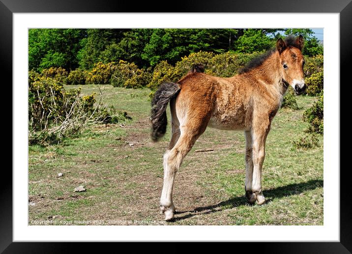 Curious Dartmoor Foal Framed Mounted Print by Roger Mechan