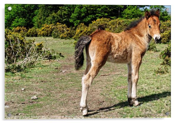 Curious Dartmoor Foal Acrylic by Roger Mechan