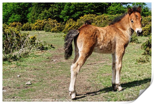 Curious Dartmoor Foal Print by Roger Mechan