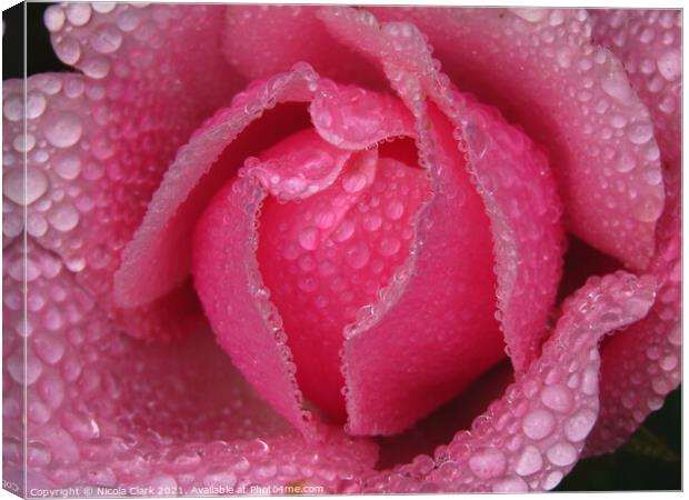 Enchanting DrizzleDrenched Rose Canvas Print by Nicola Clark