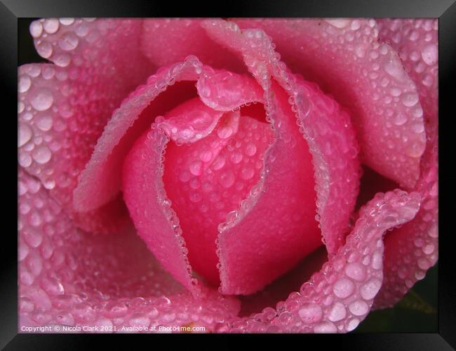 Enchanting DrizzleDrenched Rose Framed Print by Nicola Clark