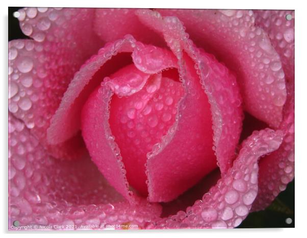 Enchanting DrizzleDrenched Rose Acrylic by Nicola Clark