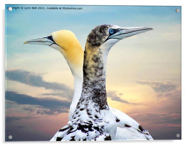 Two Gannets Acrylic by Lynn Bolt