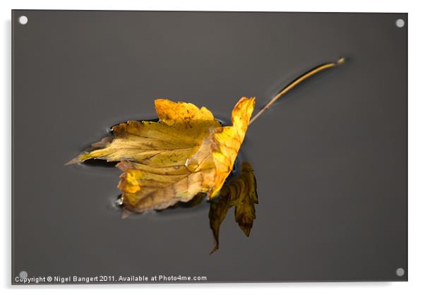 Floating Leaf Acrylic by Nigel Bangert