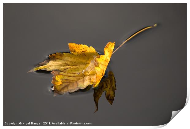 Floating Leaf Print by Nigel Bangert