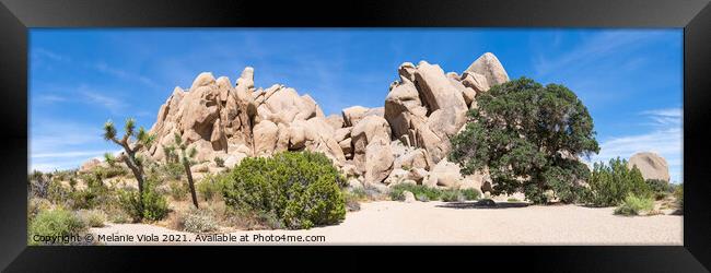 Life Oak - Joshua Tree National Park Panorama Framed Print by Melanie Viola