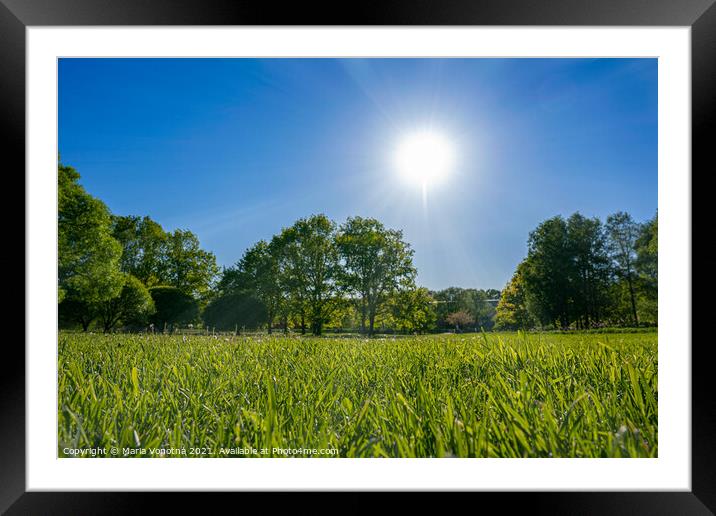 Green grass in park during sunny day Framed Mounted Print by Maria Vonotna