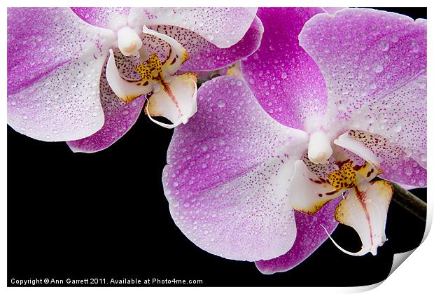 Orchid Tears Print by Ann Garrett
