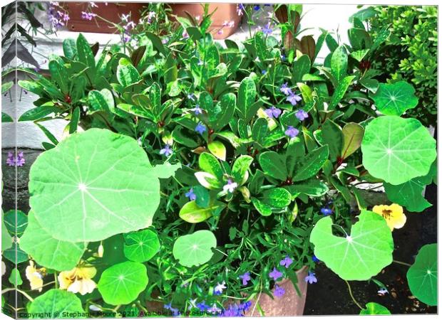 Green plants in a window box Canvas Print by Stephanie Moore