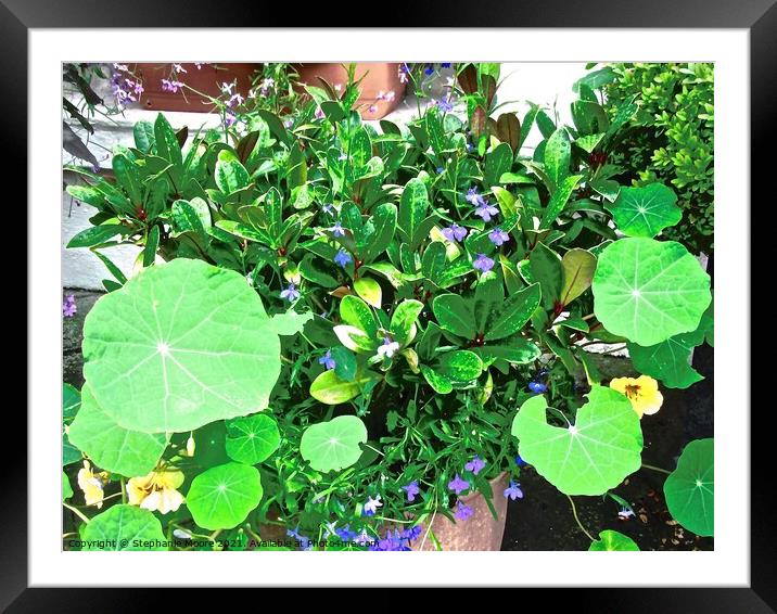 Green plants in a window box Framed Mounted Print by Stephanie Moore