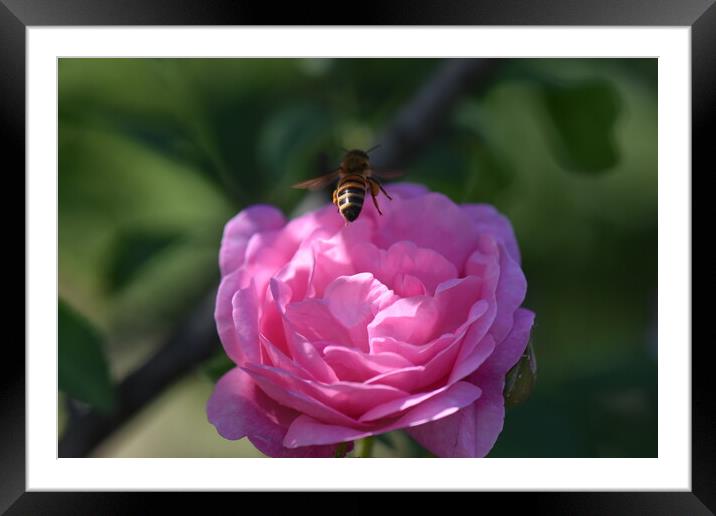 Bee landing on a flower Framed Mounted Print by Stan Lihai