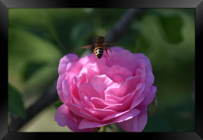 Bee landing on a flower Framed Print by Stan Lihai