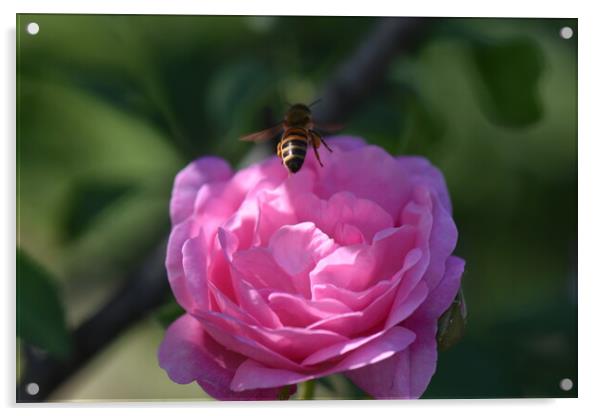 Bee landing on a flower Acrylic by Stan Lihai