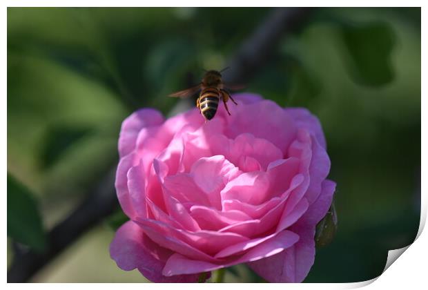 Bee landing on a flower Print by Stan Lihai