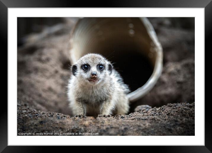 Innocent Meerkat Pup Unveils Charm Framed Mounted Print by Andy Morton