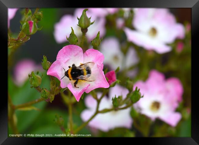 Pollen hunting Framed Print by Philip Gough