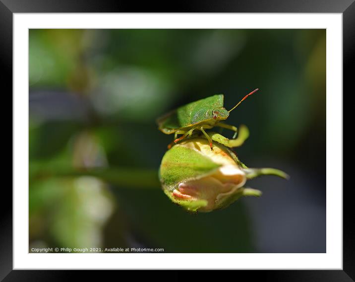 Green Shield Bug Framed Mounted Print by Philip Gough